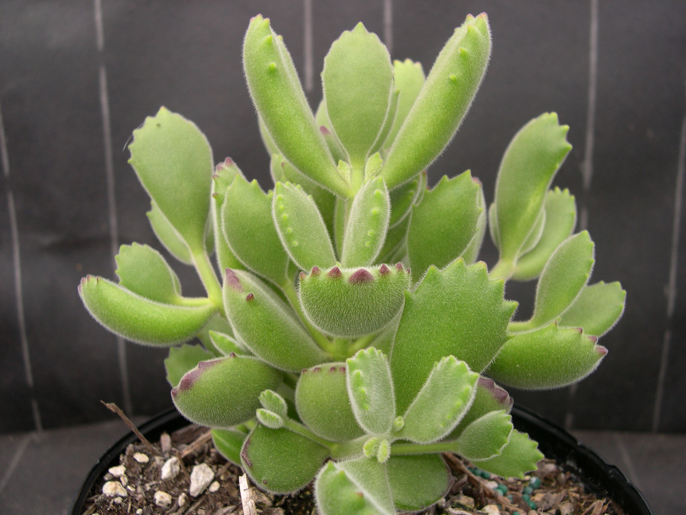 Cotyledon tomentosa (1)