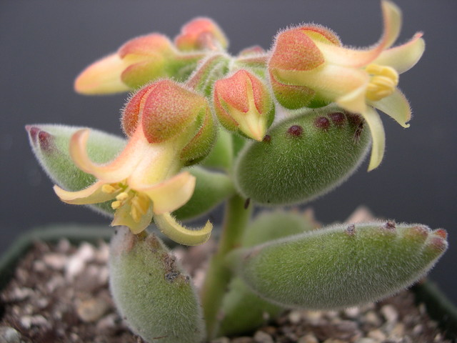 Cotyledon tomentosa (2)