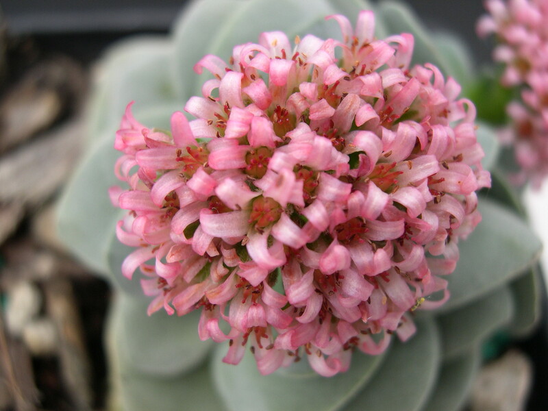 Crassula 'Morgan's Beauty' (2)