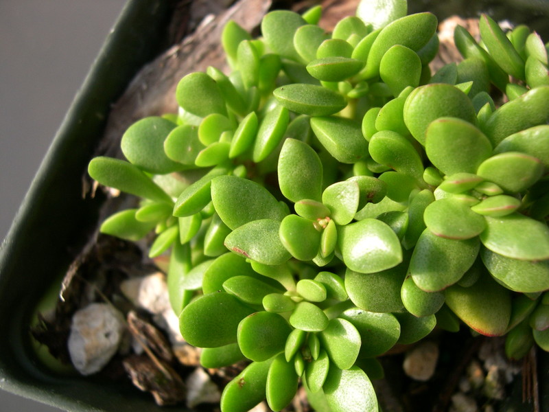 Crassula atropurpurea var. anomala (1)