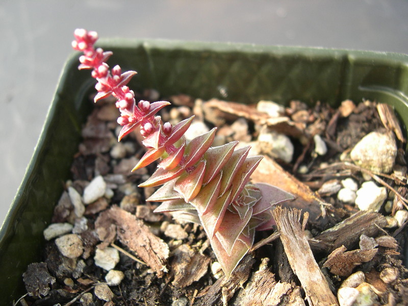 Crassula capitella ssp. thyrsiflora 5.jpg