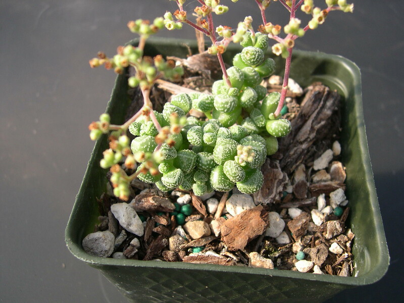 Crassula elegans ssp namibensis  (2)