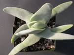 Crassula falcata