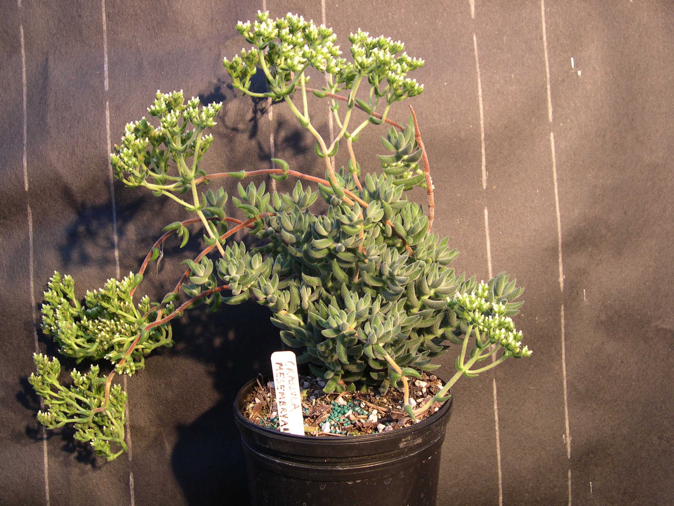 Crassula mesembryanthoides (1)