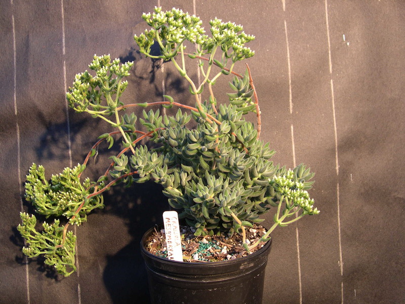 Crassula mesembryanthoides (1)