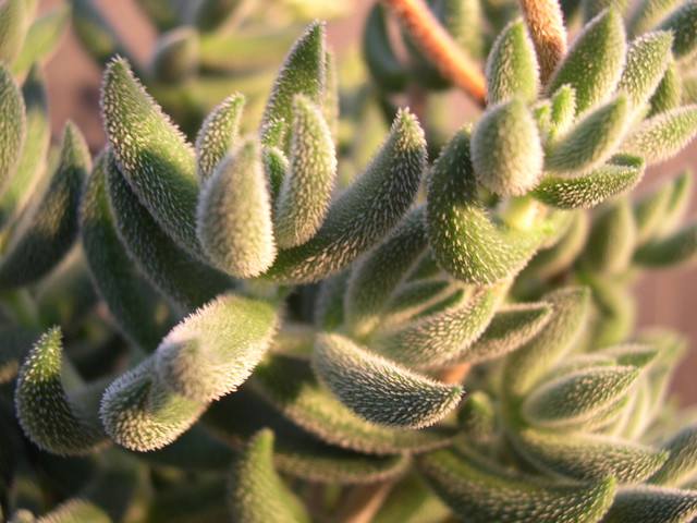 Crassula mesembryanthoides (2)