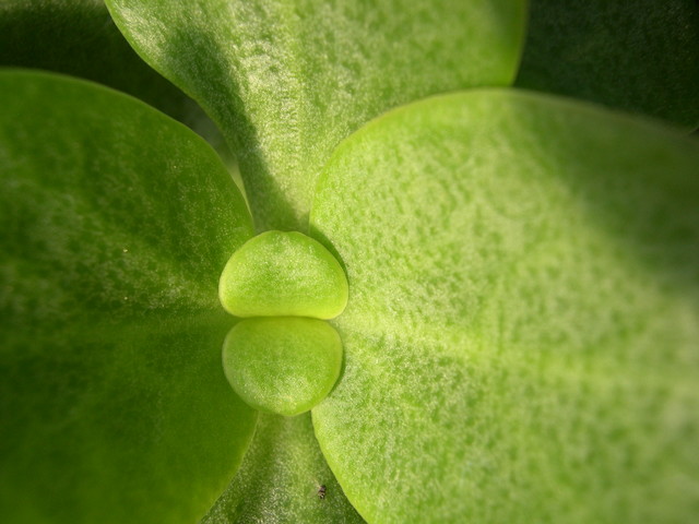 Crassula multicava (2)