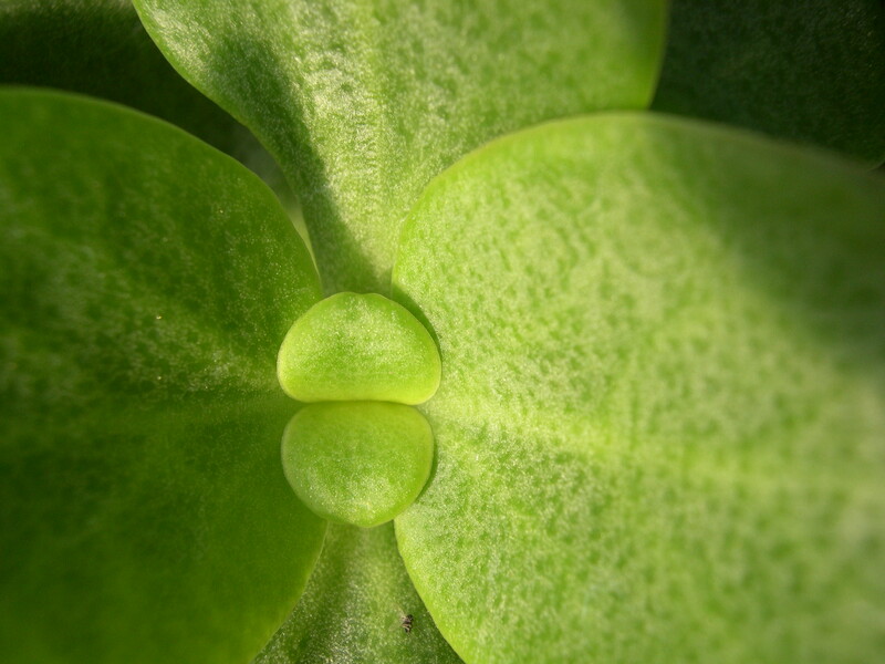 Crassula multicava (2)