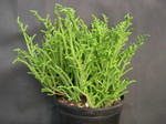 Crassula muscosa (1)