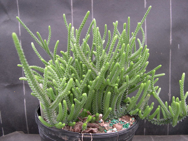 Crassula muscosa var. muscosa (1)