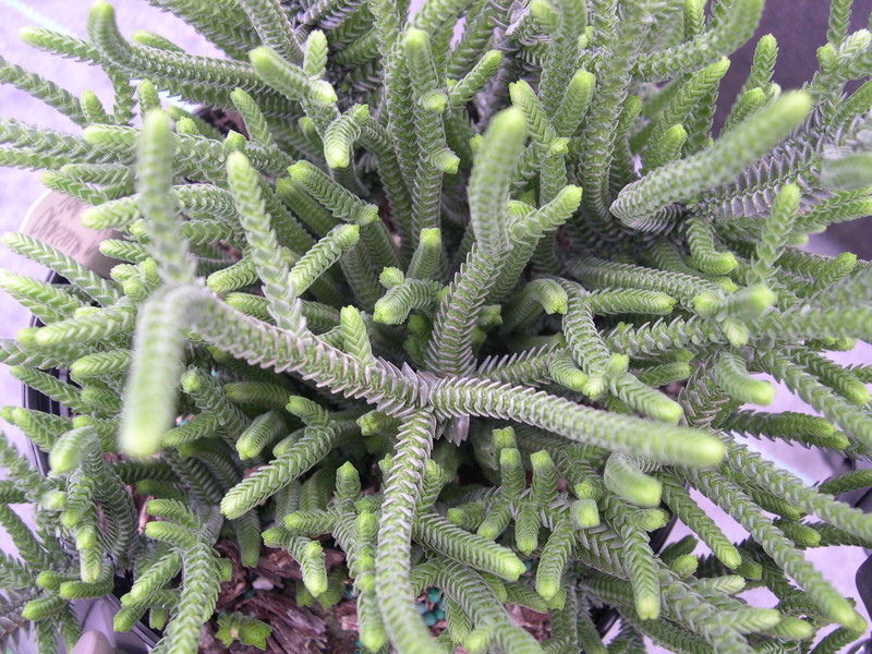 Crassula muscosa var. muscosa (2)