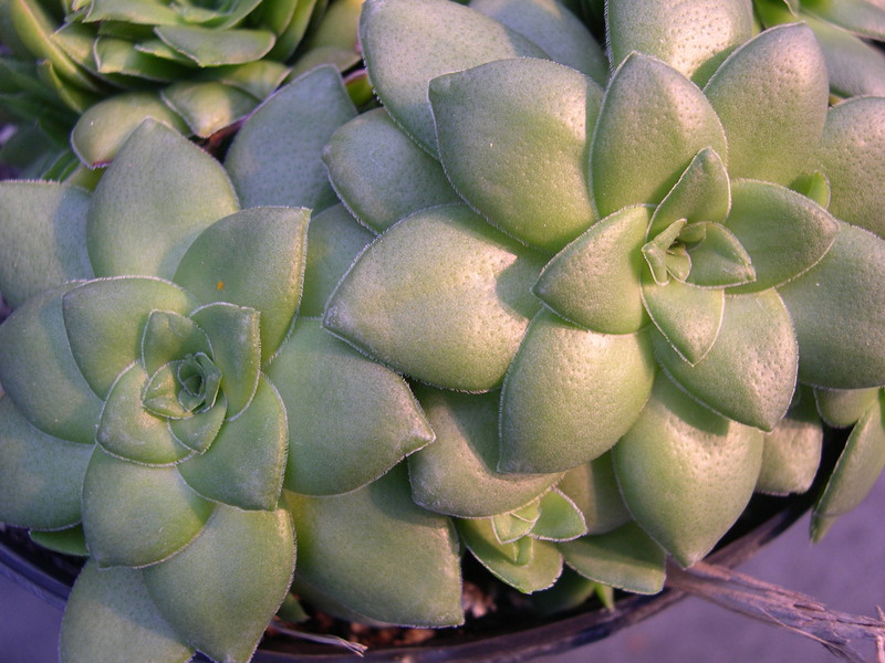 Crassula orbicularis (1)