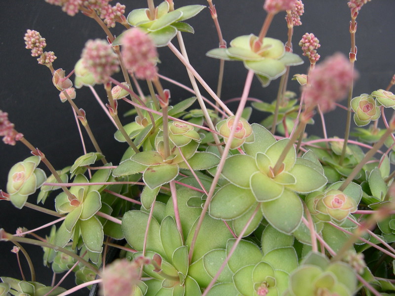 Crassula orbicularis (2)