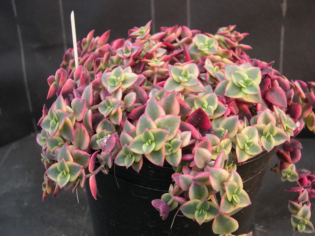 Crassula pellucida ssp marginalis 'Variegata' (1)