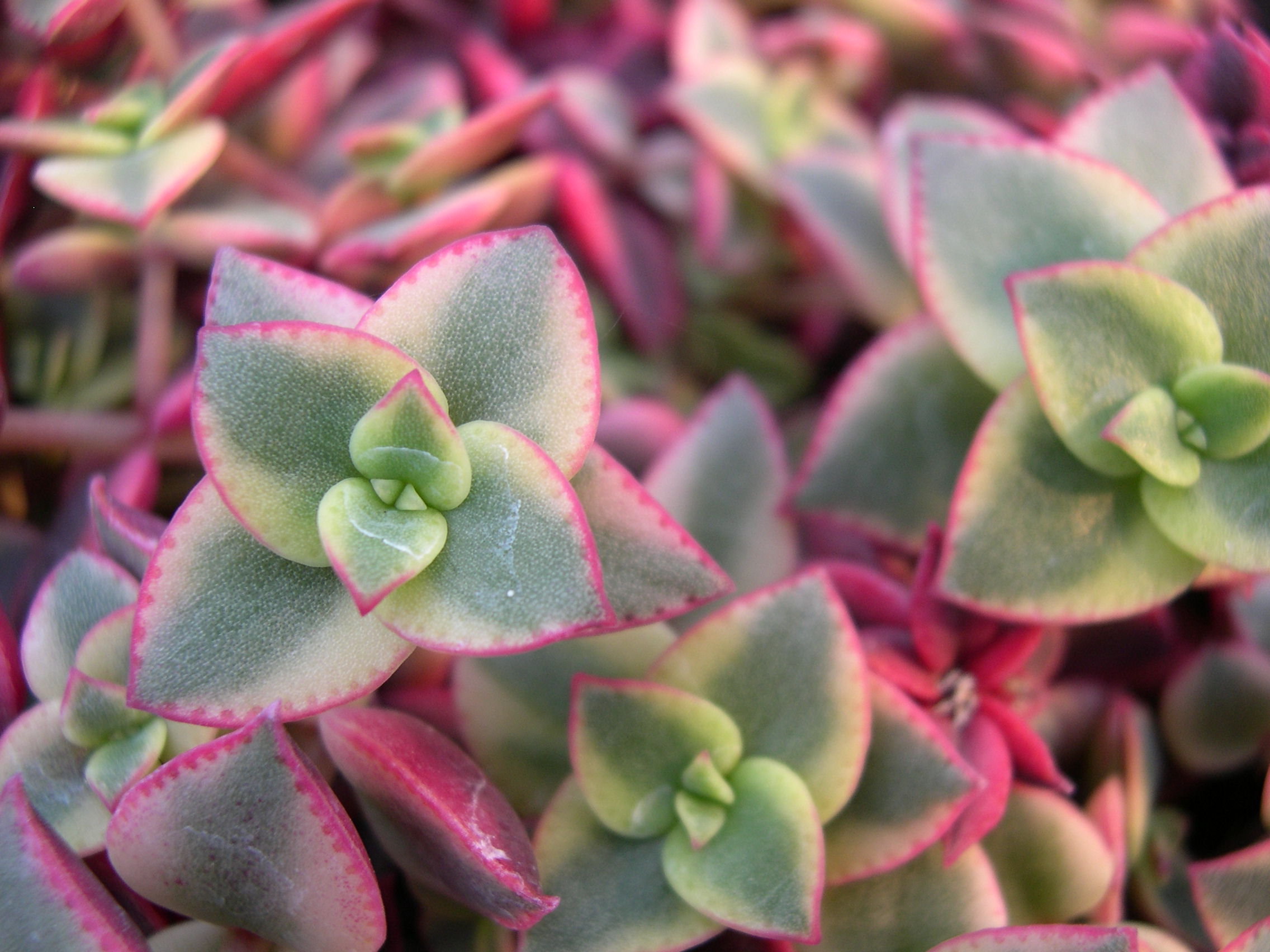 Crassula pellucida ssp marginalis 'Variegata' (2)