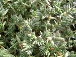 Crassula peploides (1)