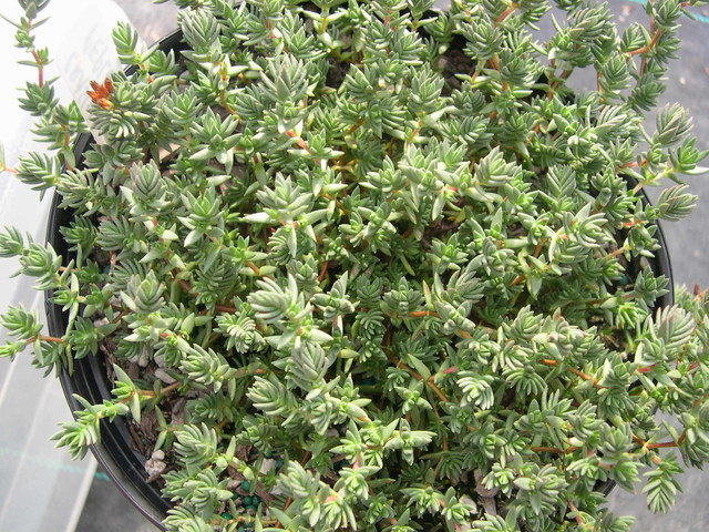 Crassula peploides (2)