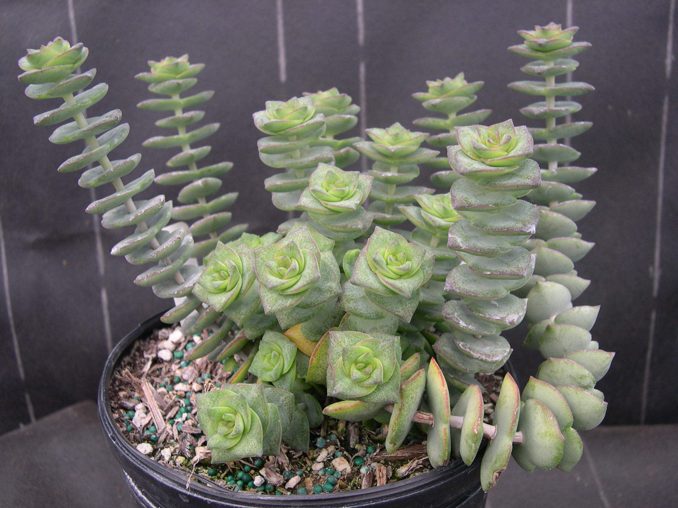 Crassula perforata (1)