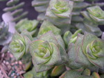 Crassula perforata (2)