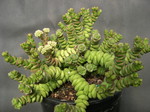 Crassula rupestris ssp marnieriana(1)