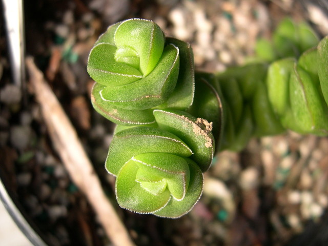 Crassula rupestris ssp marnieriana (2)