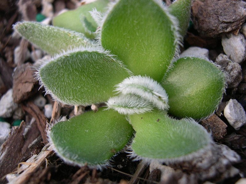 Crassula tomentosa ssp interrupta