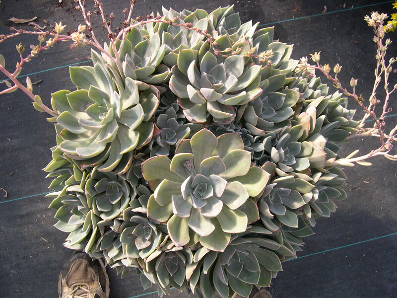 Echeveria affin elegans (1)