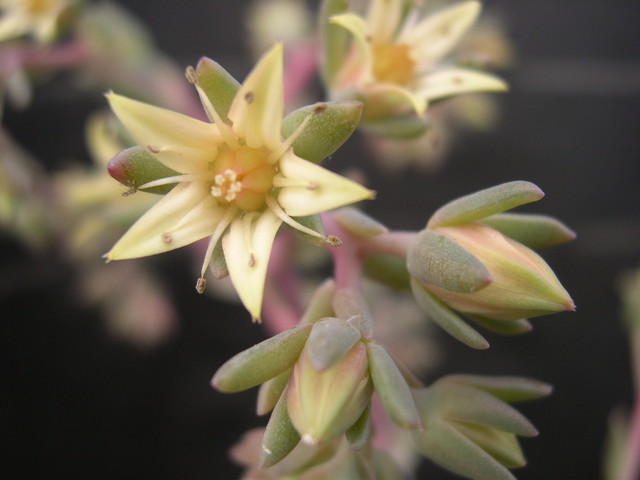 Echeveria affin elegans (2)