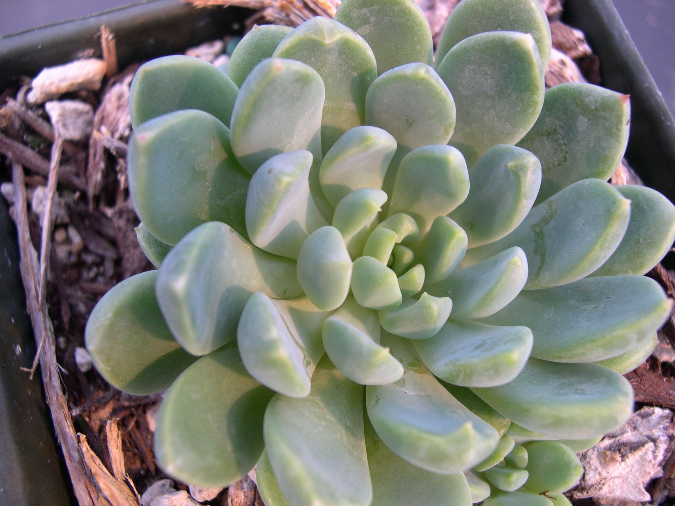 Echeveria amoena