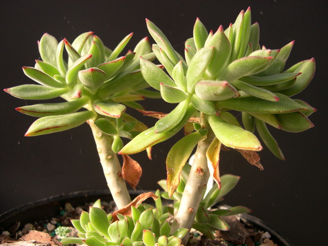 Echeveria harmsii (1)