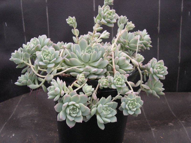 Echeveria prolifica (1)