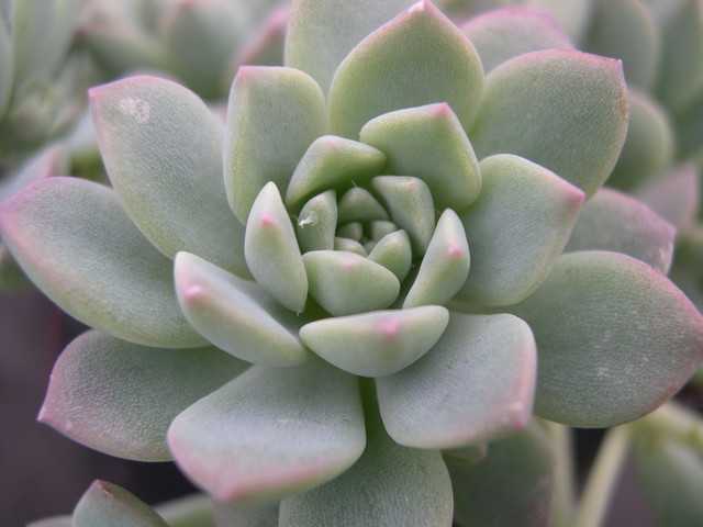 Echeveria prolifica (2)