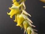 Echeveria pulidonis (1)