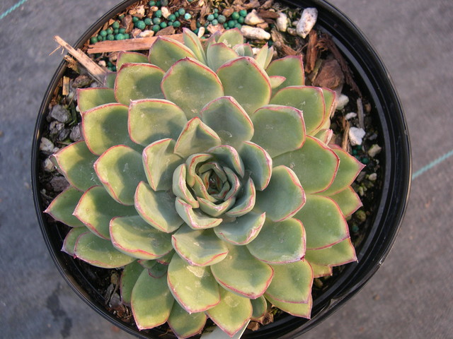 Echeveria pulidonis (2)