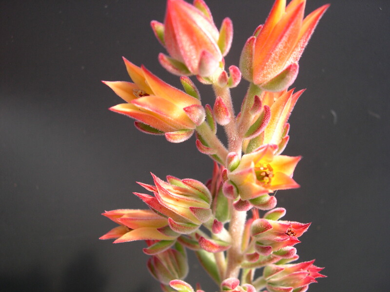 Echeveria pulvinata (2)