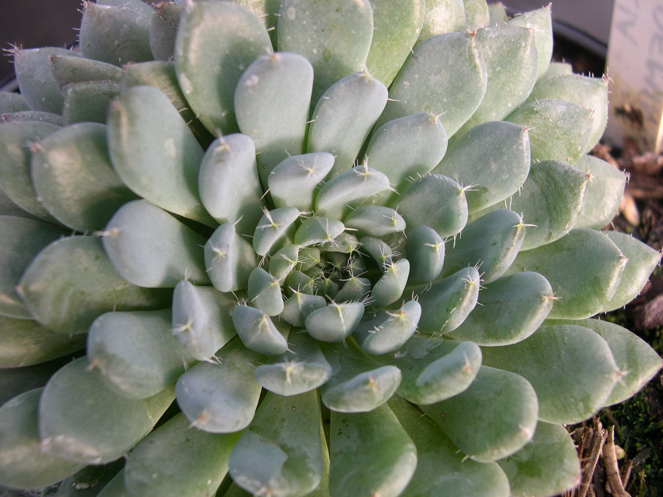 Echeveria setosa var. deminuta (2)