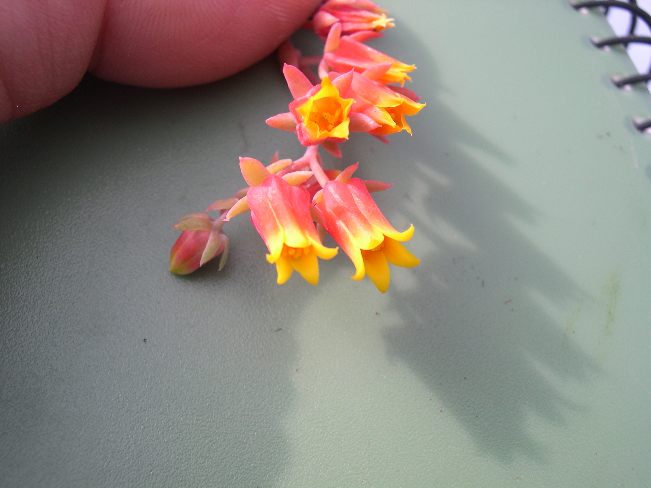 Echeveria secunda (1)