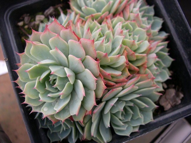 Echeveria secunda (2)