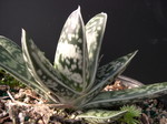 Gasteria bicolor v. liliputana (1)