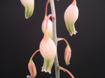 Gasteria bicolor v. liliputana (2)