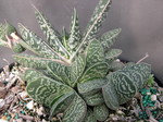 Gasteria species