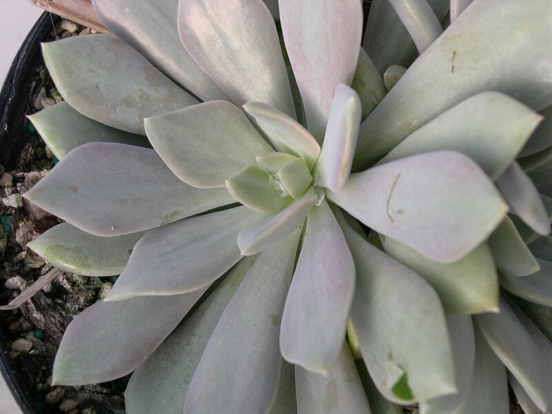 x Graptoveria 'Debbi'