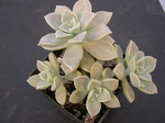 Graptopetalum paraguayense ssp bernalense (3)