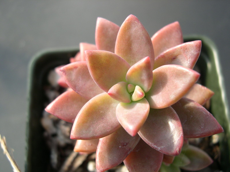 x Graptosedum 'Bronze' (2)