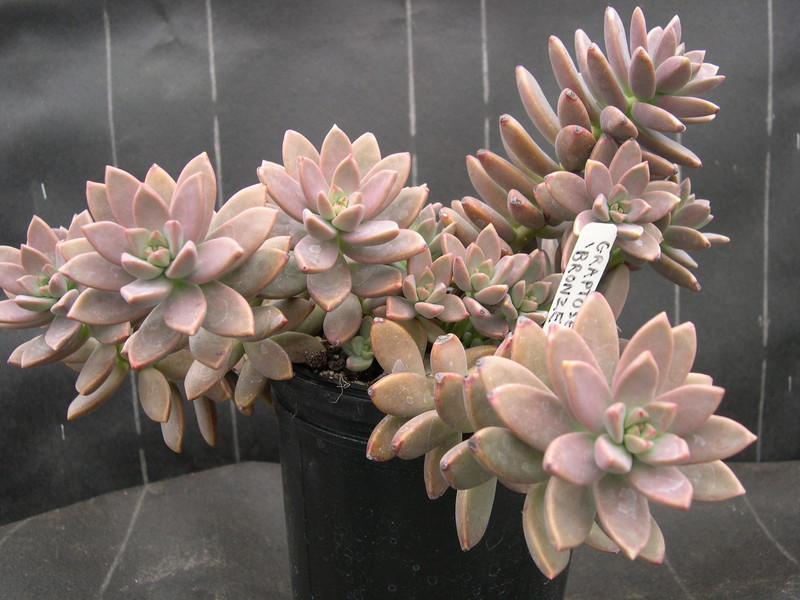 x Graptosedum 'Bronze'