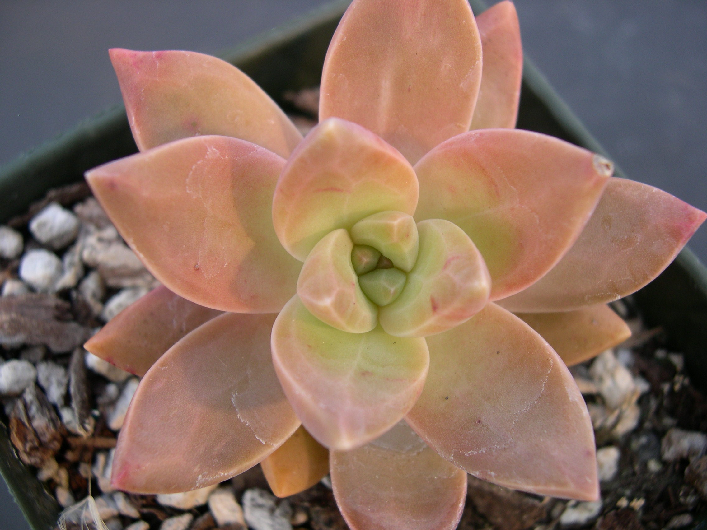 x Graptosedum 'California Sunset' (3)