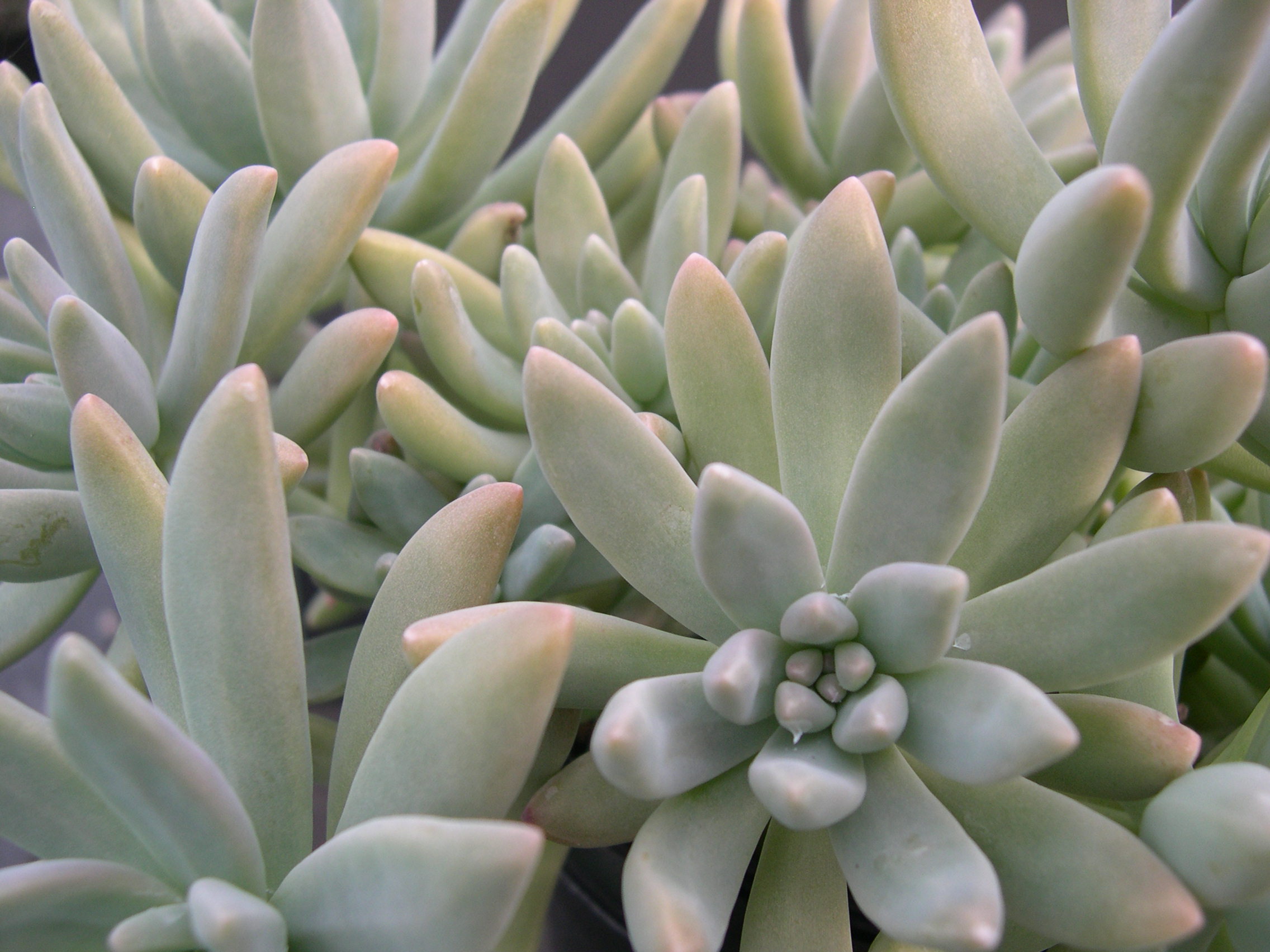 x Graptosedum 'Francesco Baldi' (1)