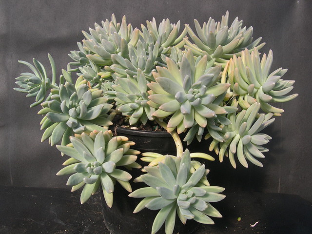 x Graptosedum 'Francesco Baldi' (2)