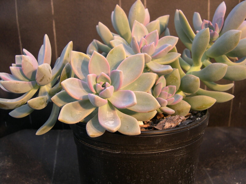 x Graptosedum 'Ghosty' (1)