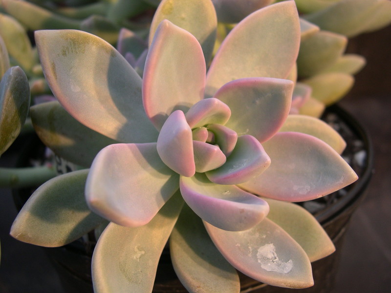 x Graptosedum 'Ghosty' (2)